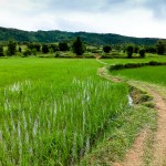 Risfält i Laos